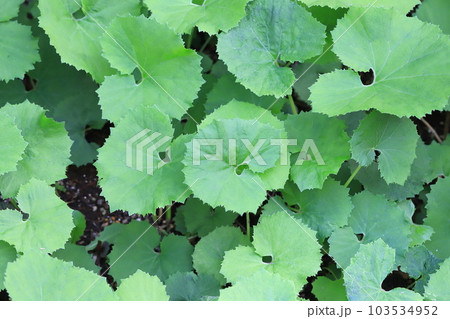 蕗(フキ)の新しい葉 蕗(フキ)の新しい葉 103534952