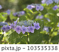 紫色の花冠のような可愛い紫陽花 103535338