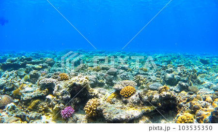 沖縄　阿嘉島のニシハマビーチ　水中撮影 103535350
