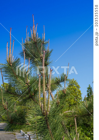 松の木　　松笠と松の花 103535558