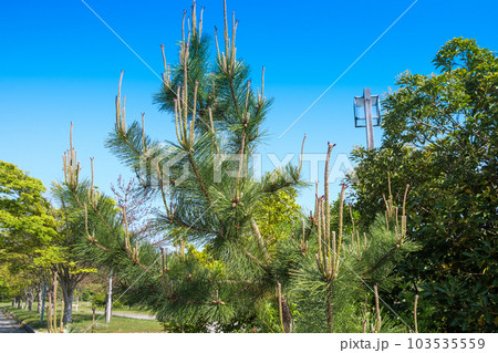 松の木　　松笠と松の花 103535559
