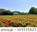 黄色やオレンジ色のマリーゴールドが一面に咲いている花畑 103535823