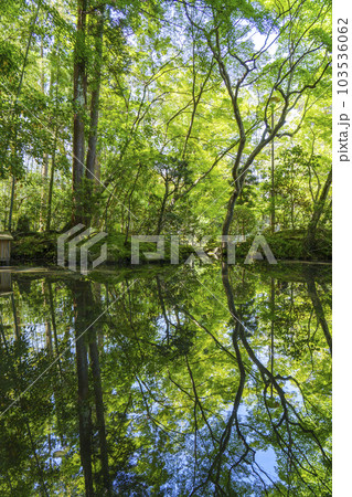 南禅寺天授庵 書院南庭 青もみじのリフレクション(京都市左京区南禅寺福地町) 南禅寺天授庵 書院南庭 青もみじのリフレクション(京都市左京区南禅寺福地町) 103536062