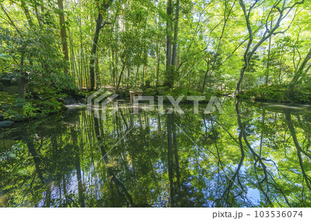 南禅寺天授庵　書院南庭　青もみじのリフレクション（京都市左京区南禅寺福地町） 103536074
