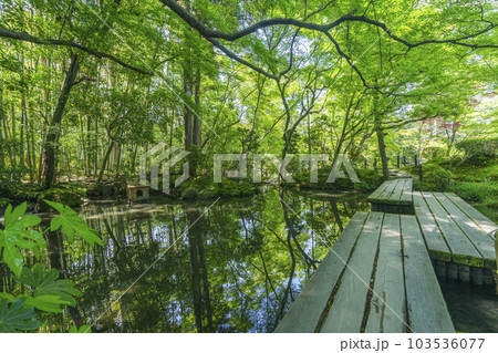 南禅寺天授庵　書院南庭　橋と青もみじのリフレクション（京都市左京区南禅寺福地町） 103536077