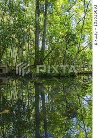 南禅寺天授庵　書院南庭　青もみじのリフレクション（京都市左京区南禅寺福地町） 103536093