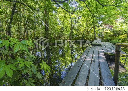 南禅寺天授庵 書院南庭 橋と青もみじのリフレクション(京都市左京区南禅寺福地町) 南禅寺天授庵 書院南庭 橋と青もみじのリフレクション(京都市左京区南禅寺福地町) 103536098