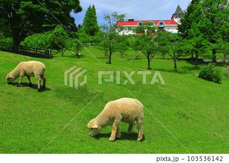 【兵庫県】新緑の神戸市立六甲山牧場の子羊 【兵庫県】新緑の神戸市立六甲山牧場の子羊 103536142