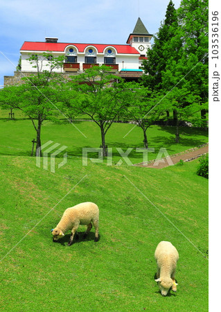 【兵庫県】新緑の神戸市立六甲山牧場の子羊 103536196
