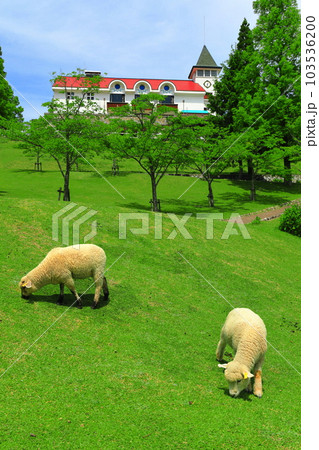 【兵庫県】新緑の神戸市立六甲山牧場の子羊 103536200