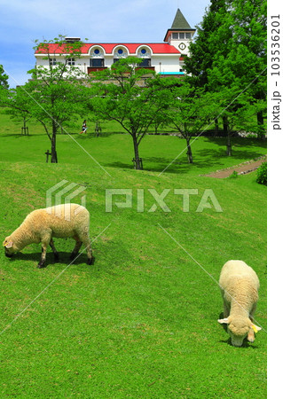 【兵庫県】新緑の神戸市立六甲山牧場の子羊 103536201