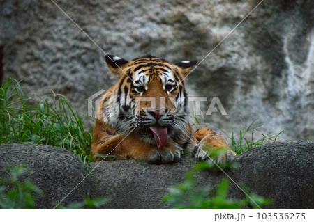 宵のうちのアムールトラの子（1歳半） 103536275