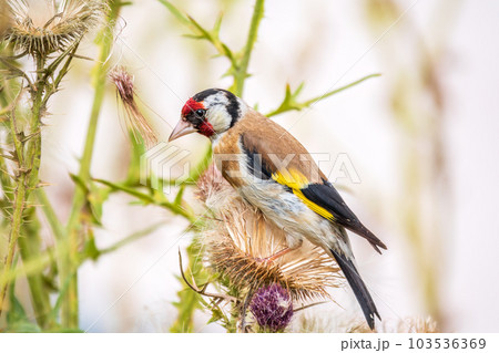 European goldfinch, feeding on the seeds of thistles. Carduelis carduelis. European goldfinch, feeding on the seeds of thistles. Carduelis carduelis. 103536369
