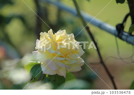 荒尾市　おもやい市民花壇　バラの花、 103536478