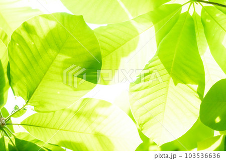 葉っぱ背景 103536636