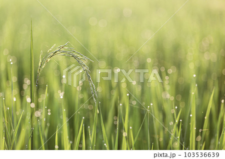 Rice plants in green rice fields a light from the morning sun shines on a rice leaf with dew on it background. 103536639