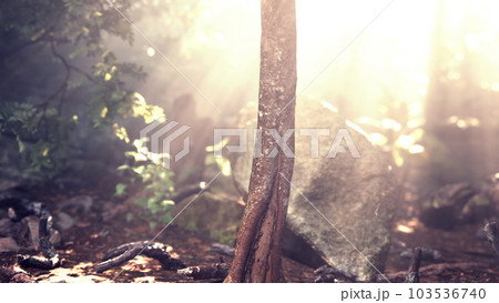 Sun shining into tropical forest 103536740