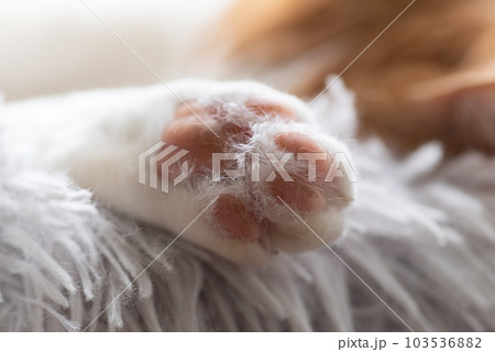 可愛い猫の手 103536882