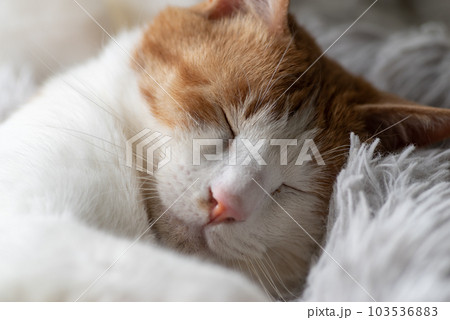 眠る猫　茶トラ白 103536883