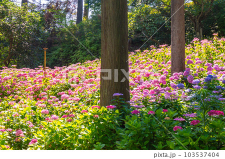 【京都風景】三室戸寺 あじさいの紫絵巻の美しき世界 【京都風景】三室戸寺 あじさいの紫絵巻の美しき世界 103537404