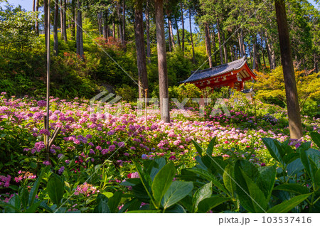【京都風景】三室戸寺 あじさいの紫絵巻の美しき世界 【京都風景】三室戸寺 あじさいの紫絵巻の美しき世界 103537416