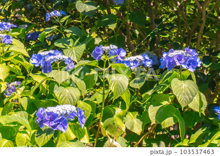 【京都風景】三室戸寺　あじさいの紫絵巻の美しき世界 103537463