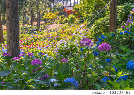 【京都風景】三室戸寺　あじさいの紫絵巻の美しき世界 103537468