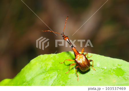 ヒゲナガオトシブミ（オス） 103537469