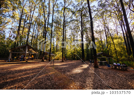 Masons Falls Picnic Area in Melbourne Australia 103537570