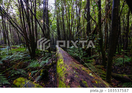Mount Sugarloaf Ridge Track in Melbourne Australia Mount Sugarloaf Ridge Track in Melbourne Australia 103537587