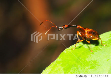 ヒゲナガオトシブミ（オス） 103537833