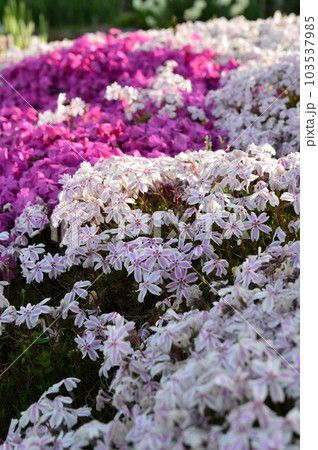 春の「モスフロックス」ハナツメクサ（花詰草、花爪草）芝桜 103537985