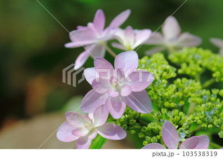 アジサイ（ダンスパーティ） 103538319