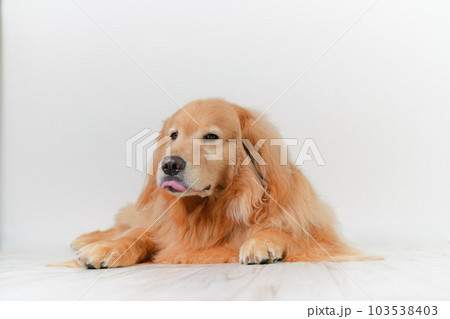 かわいい大型犬ゴールデンレトリバー 103538403