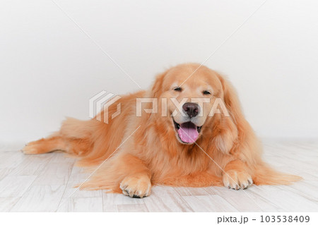 かわいい大型犬ゴールデンレトリバー 103538409