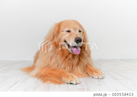 かわいい大型犬ゴールデンレトリバー 103538413