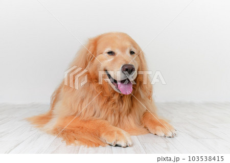 かわいい大型犬ゴールデンレトリバー 103538415