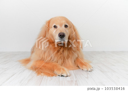 かわいい大型犬ゴールデンレトリバー 103538416