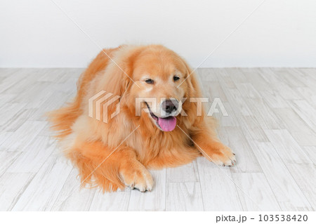 かわいい大型犬ゴールデンレトリバー 103538420