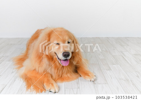かわいい大型犬ゴールデンレトリバー 103538421