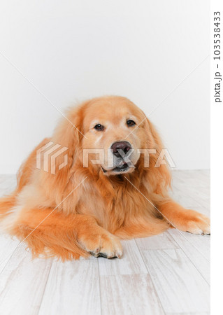 かわいい大型犬ゴールデンレトリバー 103538433