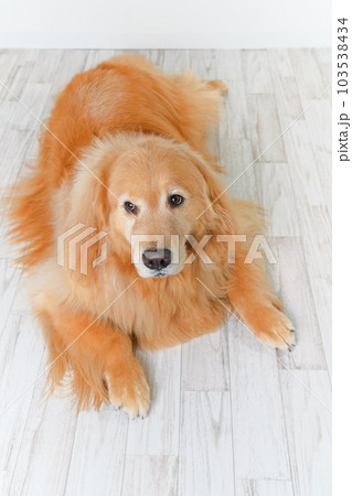 かわいい大型犬ゴールデンレトリバー 103538434