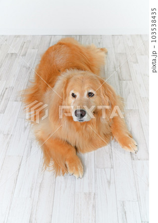 かわいい大型犬ゴールデンレトリバー 103538435