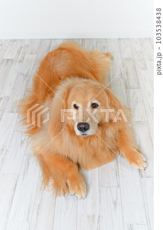 かわいい大型犬ゴールデンレトリバー 103538438