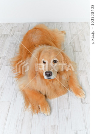 かわいい大型犬ゴールデンレトリバー かわいい大型犬ゴールデンレトリバー 103538438