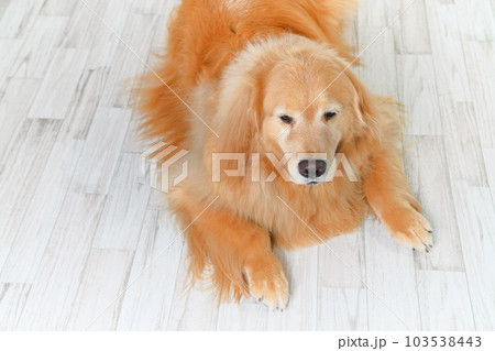 かわいい大型犬ゴールデンレトリバー 103538443