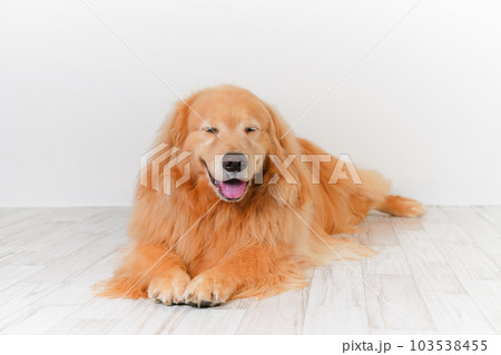 かわいい大型犬ゴールデンレトリバー 103538455