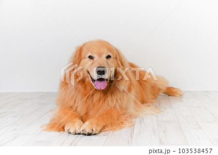 かわいい大型犬ゴールデンレトリバー 103538457