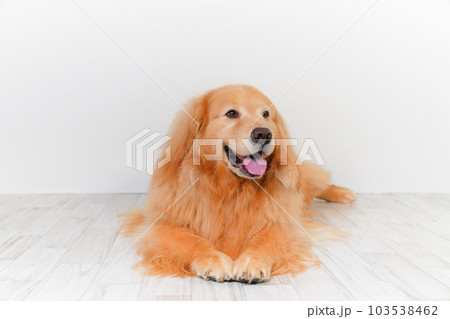 かわいい大型犬ゴールデンレトリバー 103538462