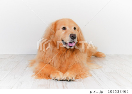 かわいい大型犬ゴールデンレトリバー 103538463